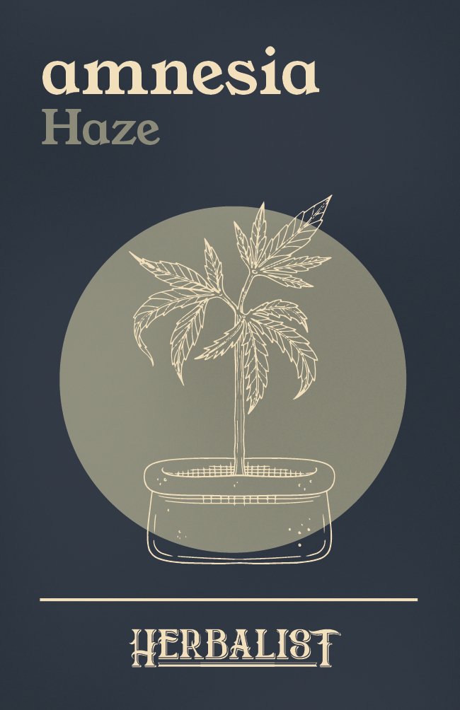 Amnesia Haze - Feminisierte Samen - THE HERBALIST