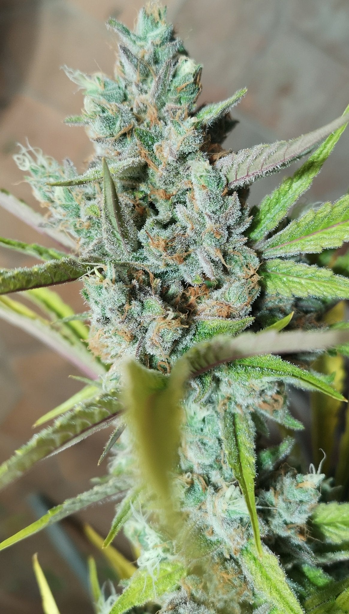 Amnesia Haze - Feminisierte Samen - THE HERBALIST