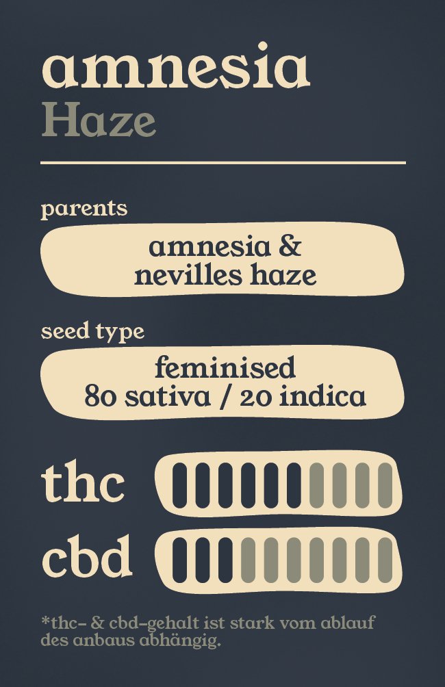 Amnesia Haze - Feminisierte Samen - THE HERBALIST