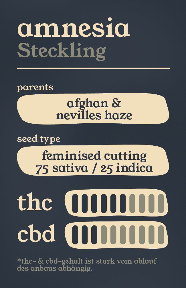 Amnesia - Steckling - THE HERBALIST