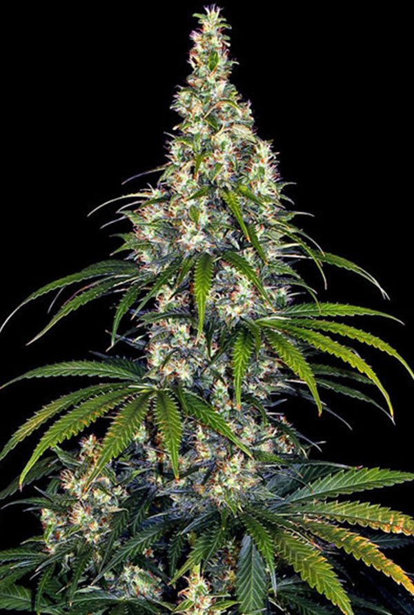 Amnesia - Steckling - THE HERBALIST