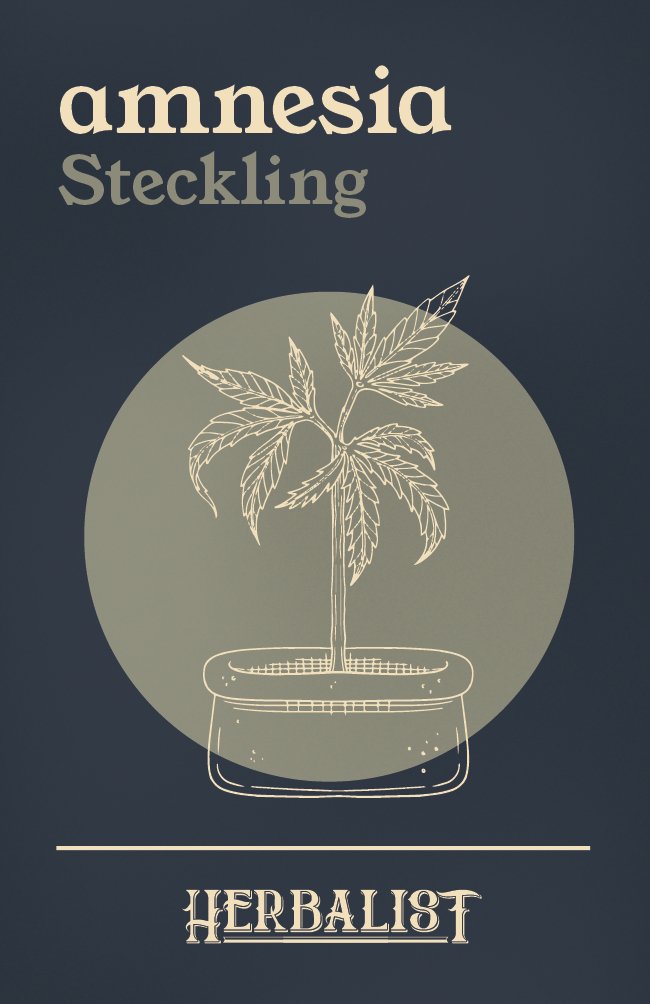 Amnesia - Steckling - THE HERBALIST