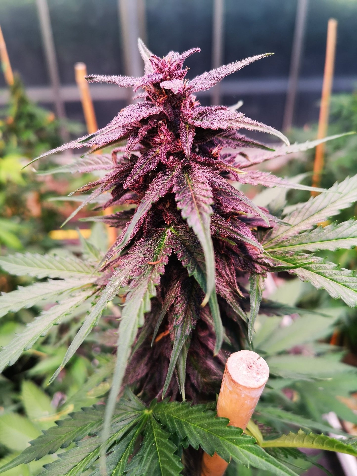 Gelato - Autoflower Samen - THE HERBALIST