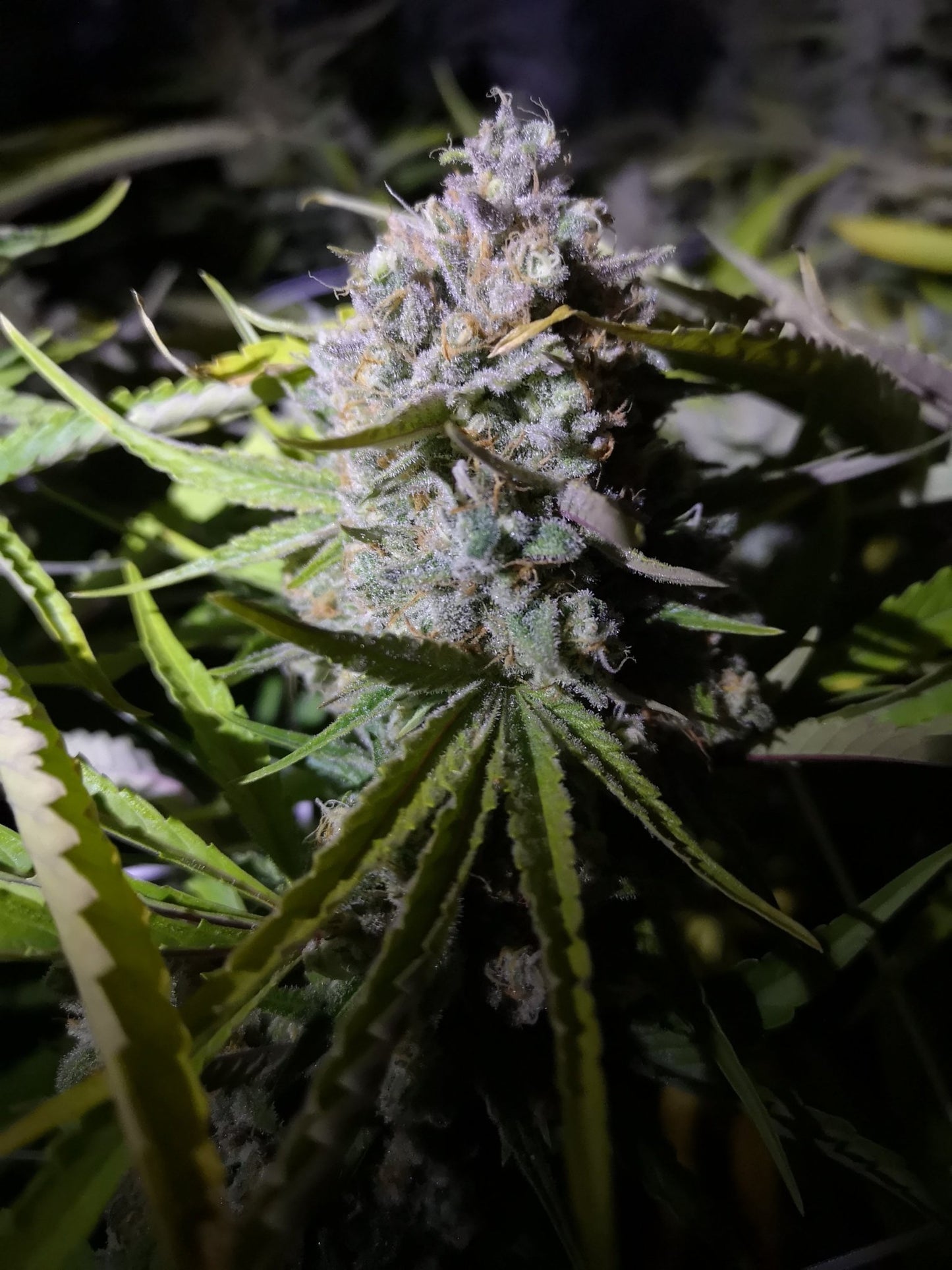 Wedding Cake - Feminisierte Samen - THE HERBALIST