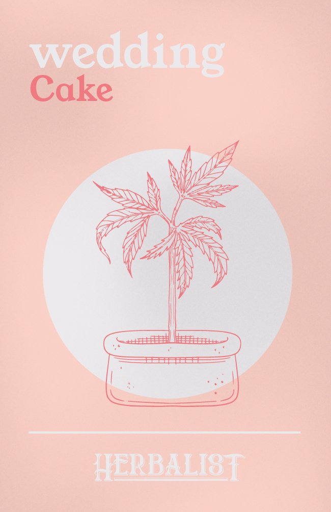 Wedding Cake - Feminisierte Samen - THE HERBALIST