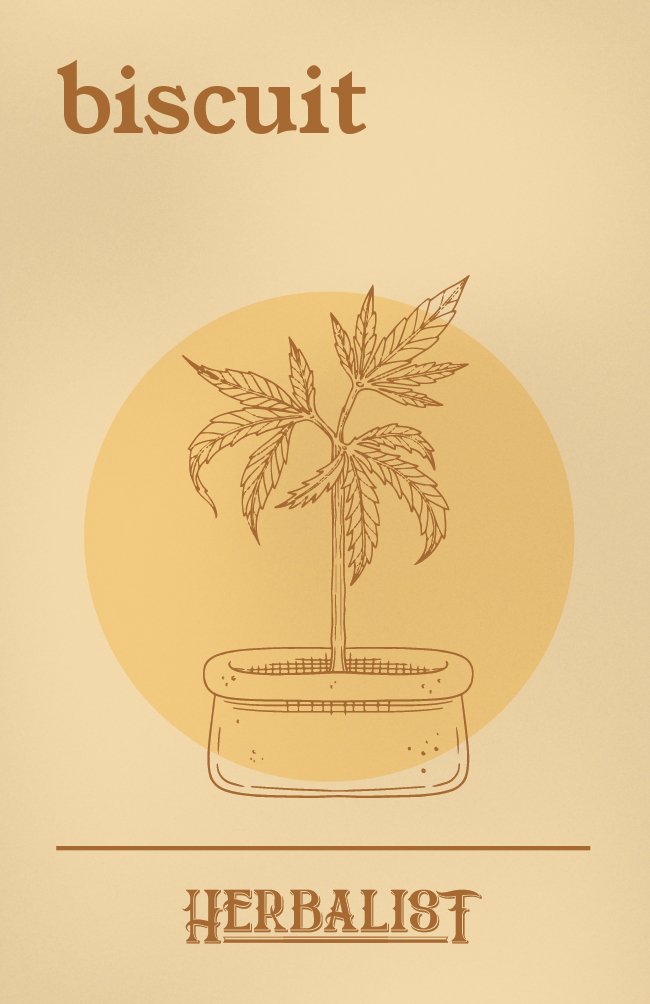 Biscuit - Autoflower Samen - THE HERBALIST