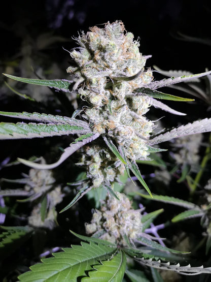 Critical Kush - Feminisierte Samen - THE HERBALIST