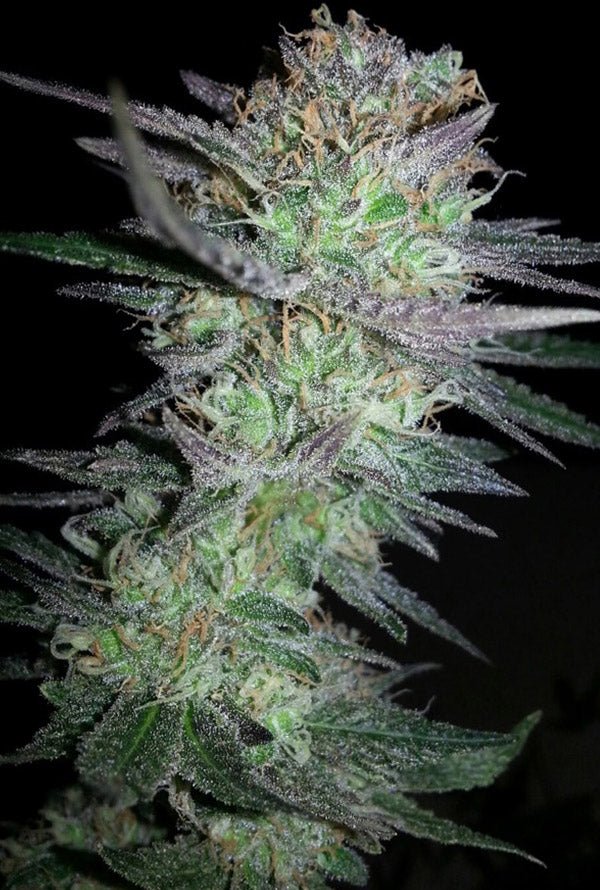 Girl Scout Cookies - Steckling - THE HERBALIST