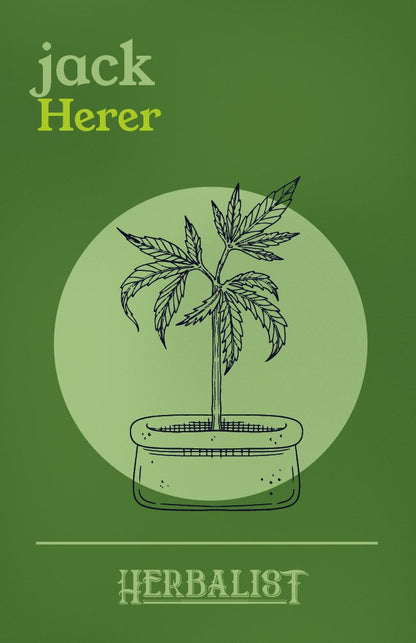 Jack Herer - Feminisierte Samen - THE HERBALIST