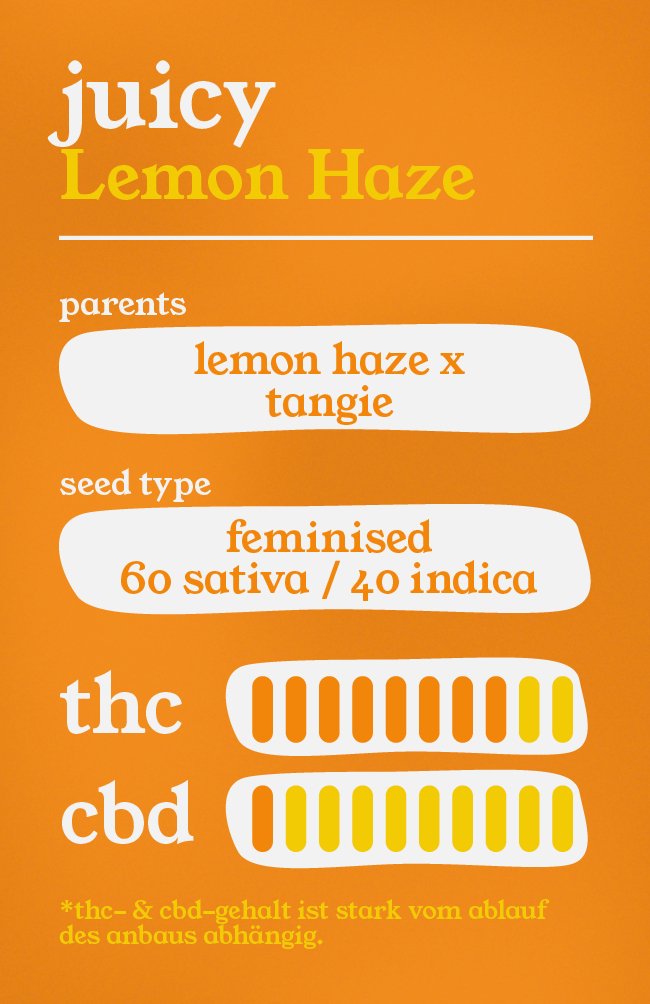 Juicy Lemon Haze - Feminisierte Samen - THE HERBALIST