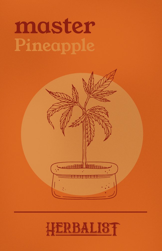 Master Pineapple - Autoflower Samen - THE HERBALIST