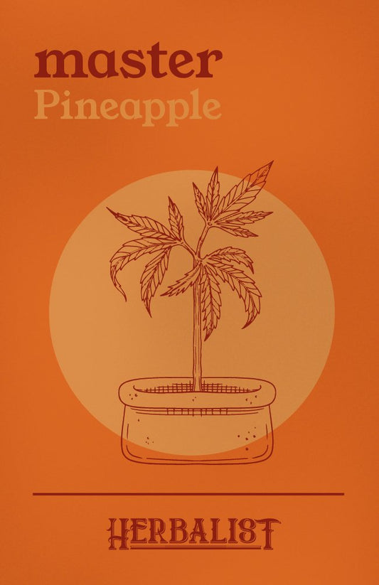 Master Pineapple - Autoflower Samen - THE HERBALIST