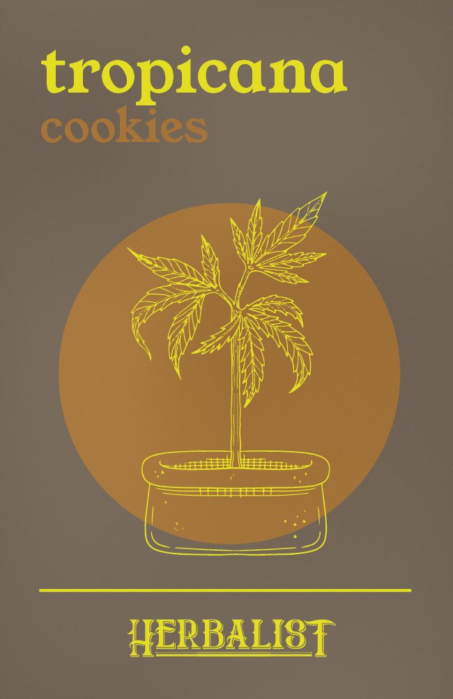 Tropicana Cookies - Steckling - THE HERBALIST