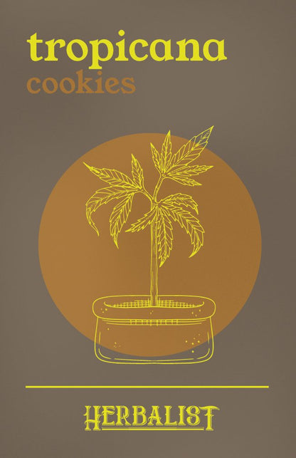 Tropicana Cookies - Steckling - THE HERBALIST