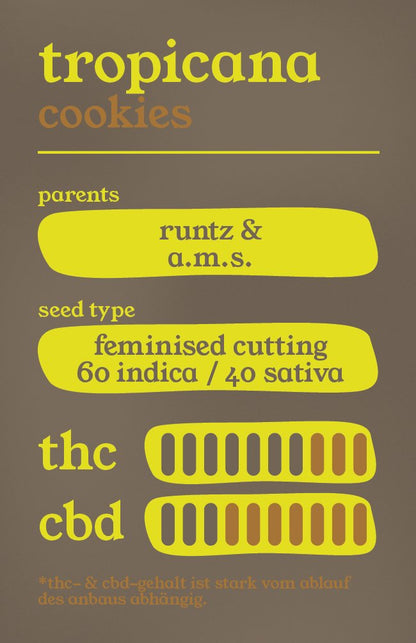 Tropicana Cookies - Steckling - THE HERBALIST