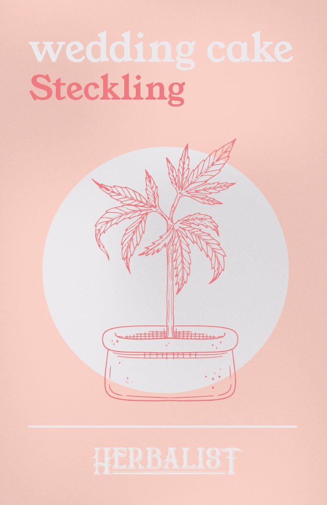 Wedding Cake - Steckling - THE HERBALIST