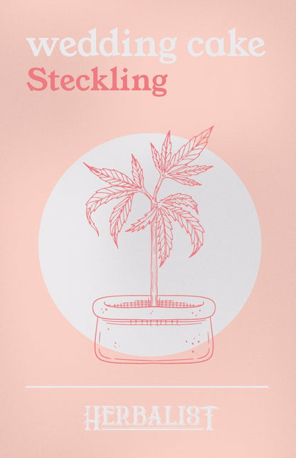 Wedding Cake - Steckling - THE HERBALIST